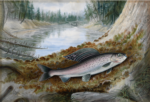 Color illustration of a grayling fish laying on a mossy indentation of a tree. Two people are in a fishing boat on a river in the background.