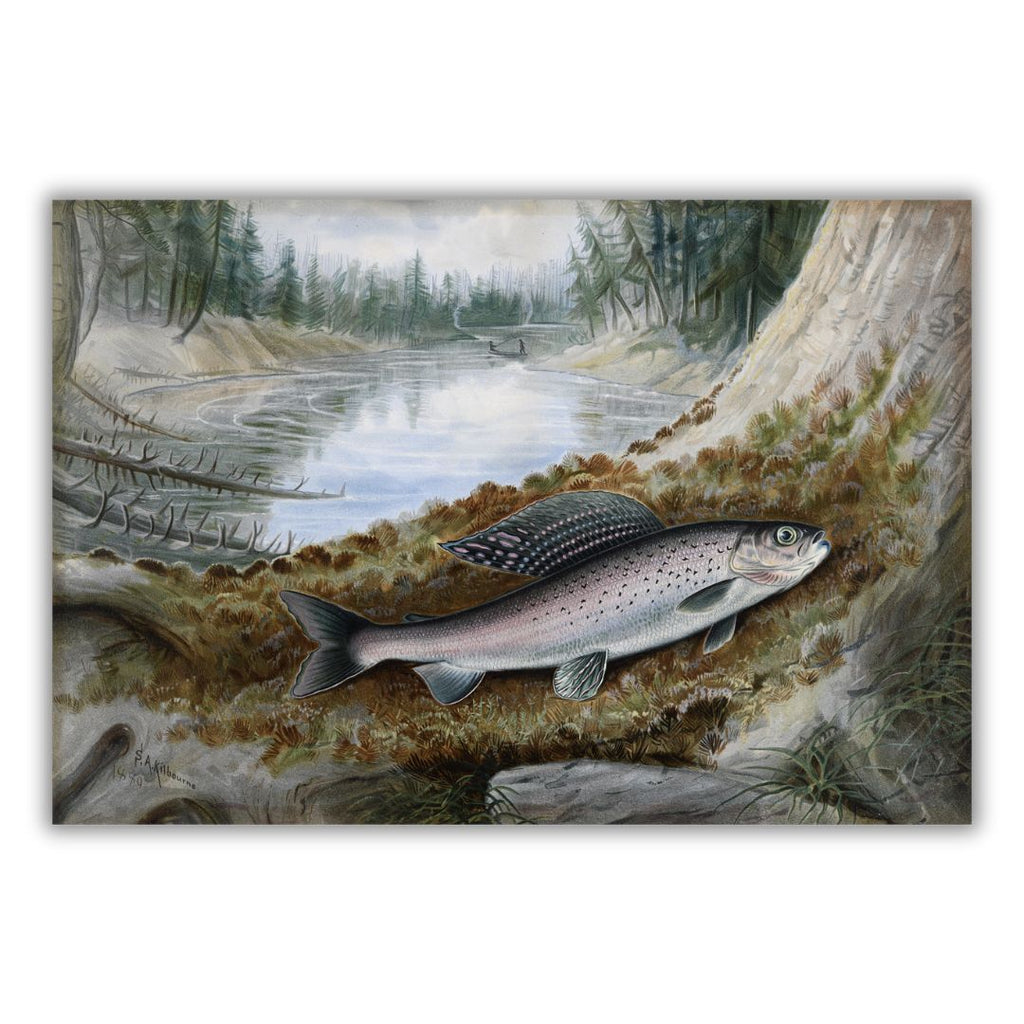 Color illustration of a grayling fish laying on a mossy indentation of a tree. Two people are in a fishing boat on a river in the background.